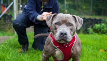 rescue dog on lead with animal care assistant in garden © RSPCA