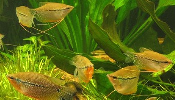 Shoal of Pearl Gouramis in an aquarium