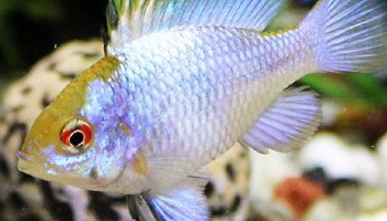 close-up of healthy looking electric blue ram fish © Gordon Sorfleet