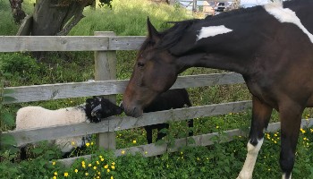 horse and sheep greeting each other through a fence outside © RSPCA