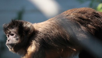 capuchin at monkey world © RSPCA