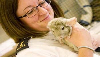 rspca care assistant smiling at the chinchilla she is holding © RSPCA