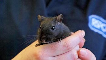 Gerbil in RSPCA staff hands
