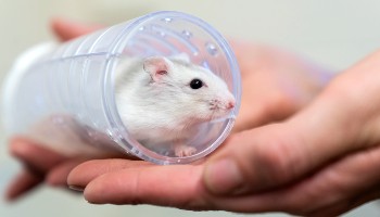 human hand holding hamster in plastic hamster tunnel © RSPCA