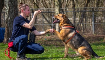 dog training a German Shepherd Cross outside