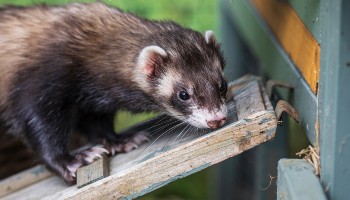 ferret balancing on outdoor perch
