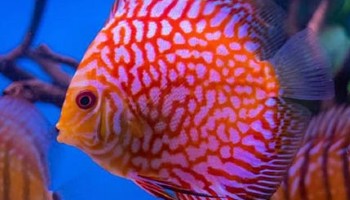 colourful discus fish in an aquarium