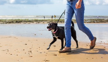 walking your dog on the beach on holiday