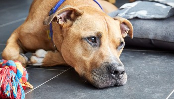 staffordshire bull terrier lying on kitchen floor with toys