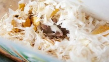 Creating a Good Home For Mice | RSPCA