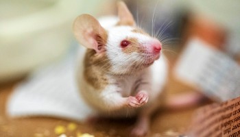 https://www.rspca.org.uk/documents/13853408/18174888/1173860-mouse_350x200.jpg/f17f9f7d-3b42-4c8e-0d3d-ded4b0a981ce?t=1648560222247