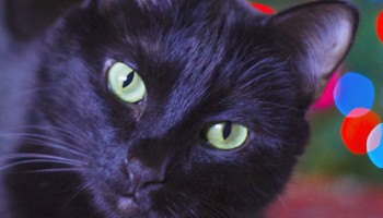 calm looking cat with christmas lights in the background
