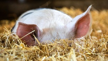 pig cooling off in the summer heat by keeping their head in the straw