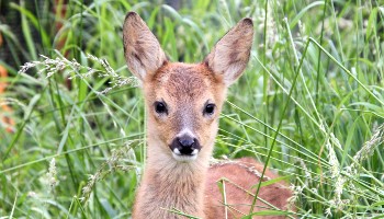 Deer Welfare - Deer Collisions & Management | RSPCA