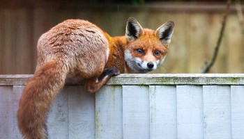 fox crouching low on fence © RSPCA
