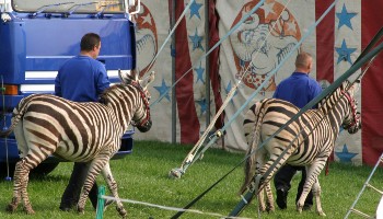 two zebras led by animal handlers towards circus tent © RSPCA