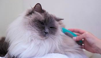seal point ragdoll cat being groomed