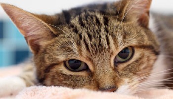 close-up of cat's head lying on a blanket