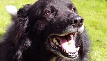 dog sitting outside in a garden