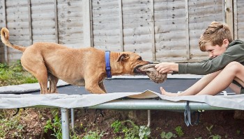 staffordshire bull terrier playing tug-o-war with boy on a trampoline in a garden © RSPCA