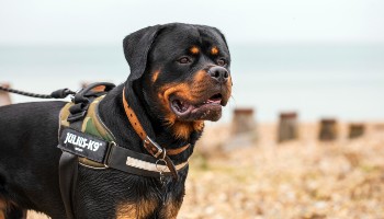 male rottweiler having a walk on a pebbly beach