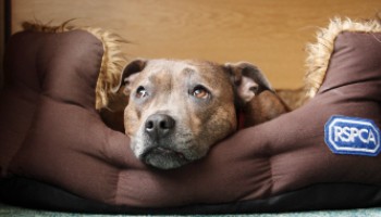 staffordshire bull terrier dog lying in RSPCA branded dog bed © RSPCA