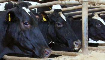 Dairy Cow Welfare | RSPCA Dairy Cow Welfare | RSPCA