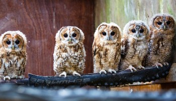 six rescued young tawny owls sit on a perch together © RSPCA