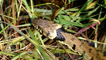 grass snake in long grass