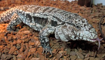 close-up of a captive black and white tegu lizard