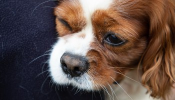 close-up portrait of a King Charles Spaniel