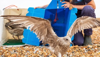 a pair of juvenile gulls being released on the beach © RSPCA