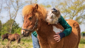 woman hugging brown shetland pony © RSPCA