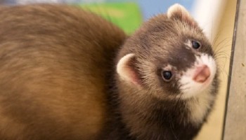 close-up of a healthy looking ferret
