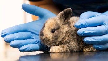 vet examining rabbit kitten © RSPCA