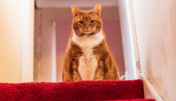 overweight female ginger cat sitting on a stair