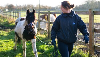 welsh cross cob piebald gelding walked by rspca inspector outside © RSPCA