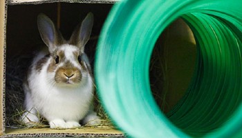 Single juvenile rabbit hiding in cardboard box © RSPCA