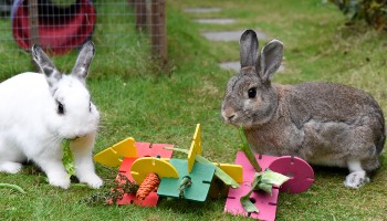 two rabbits with a rabbit toy outdoors © RSPCA