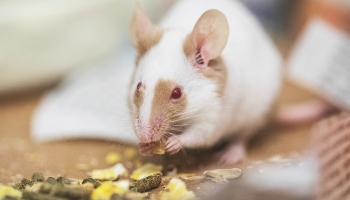 close-up of mouse eating