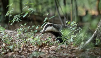 badger in the woodland