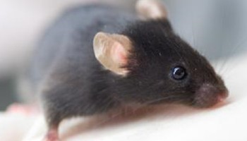 Laboratory Animal Welfare - Animal Research & Testing | RSPCA Laboratory Animal Welfare - Animal Research & Testing | RSPCA