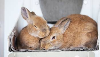 Keeping Rabbits As Pets | RSPCA Keeping Rabbits As Pets | RSPCA