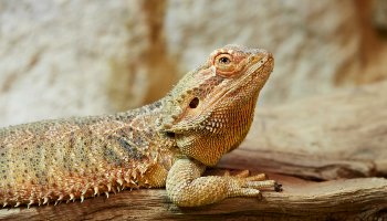 Bearded Dragon - Wildlife Images Rehabilitation and Education Center