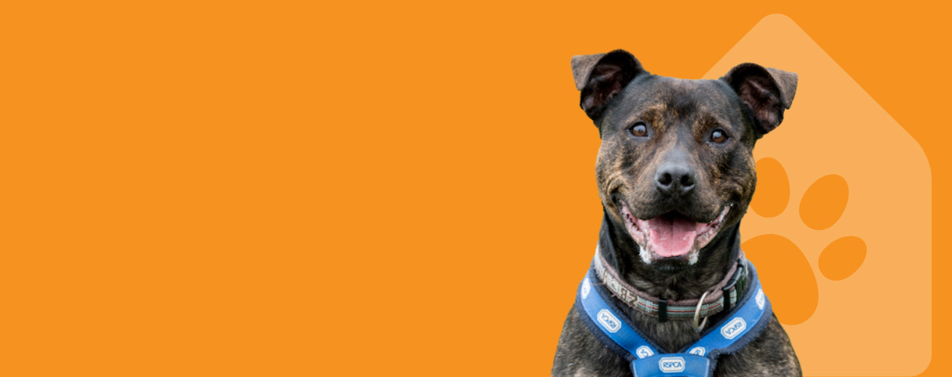 Sponsor Our Dog Kennels & Help Dogs In Need RSPCA