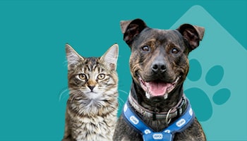 Cat and dog on a blue background