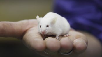 Reducing Suffering Laboratory Animals All About Animals