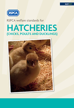 RSPCA welfare standards for hatcheries cover © RSPCA Farm Animals Department