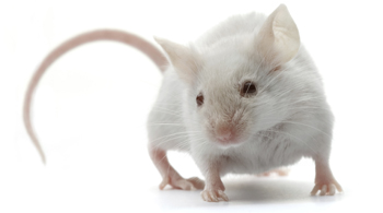 Laboratory Animal Welfare - Animal Research & Testing | RSPCA Laboratory Animal Welfare - Animal Research & Testing | RSPCA