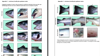 Farmed salmon RSPCA veterinary health plan © RSPCA Farm Animals Department